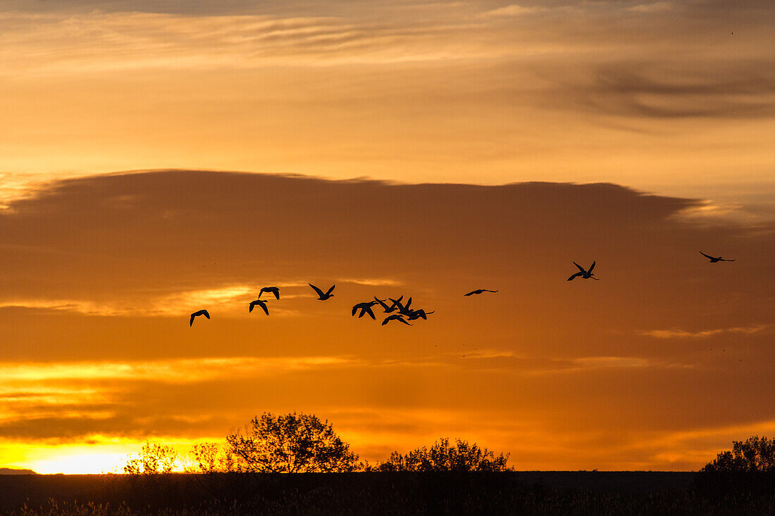 Schneegänse fliegen bei Sonnenaufgang im Bosque del Apache National Wildlife Refuge in New Mexico