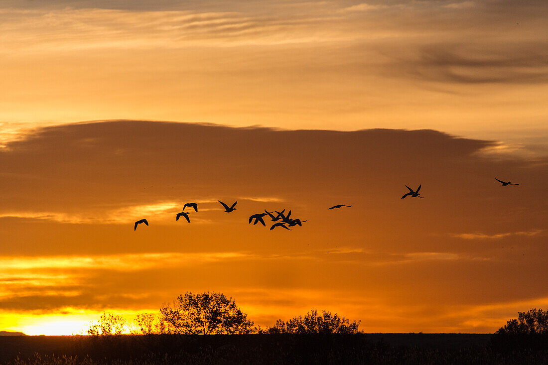 Snow geese flying at sunrise at Bosque del Apache National Wildlife Refuge in New Mexico.