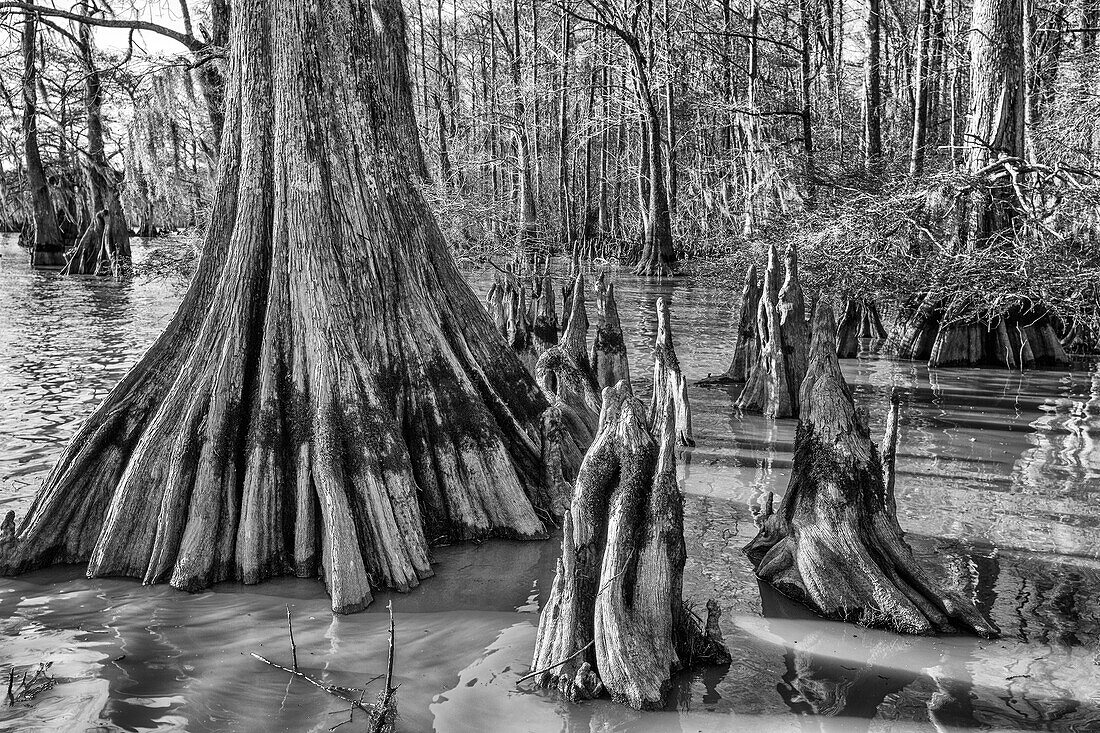 Cypress knees and old-growth bald cypress trees in Lake Dauterive in the Atchafalaya Basin or Swamp in Louisiana.