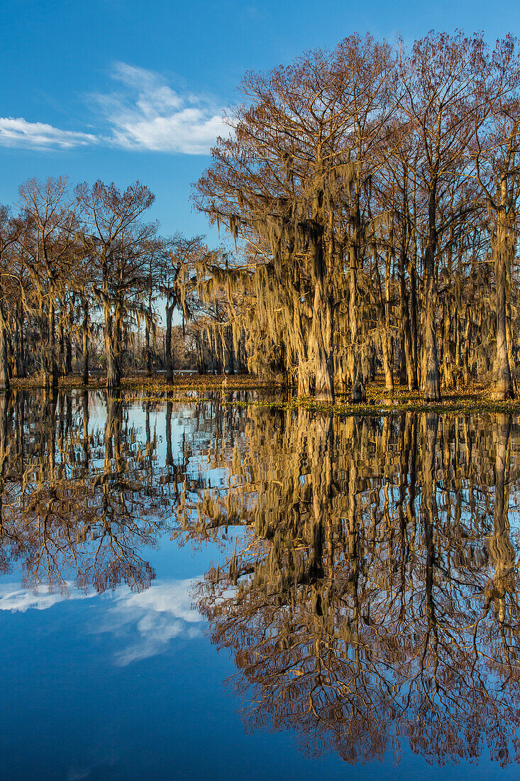 Sunrise light on bald cypress trees draped with Spanish moss reflected in a lake in the Atchafalaya Basin in Louisiana.