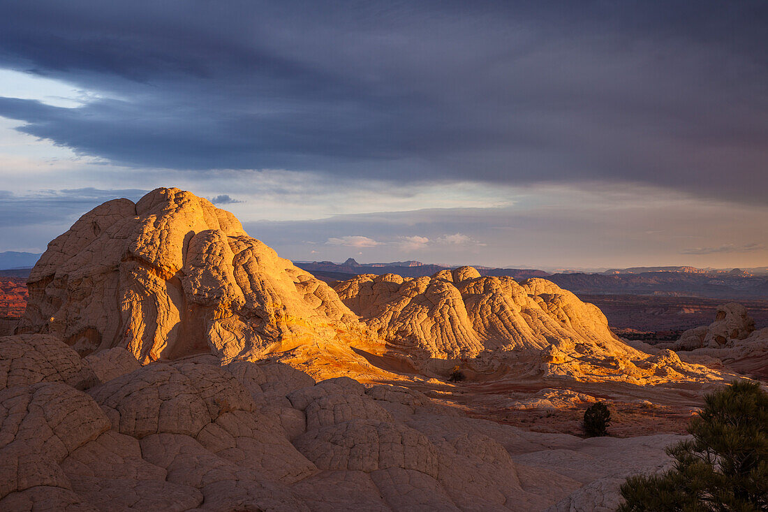 Goldenes Sonnenaufgangslicht auf Navajo-Sandstein in der White Pocket Recreation Area, Vermilion Cliffs National Monument, Arizona. Diese Art von Navajo-Sandstein wird Pillow Rock oder Brain Rock genannt.