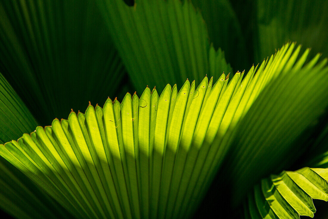 Pinnate leaves of a fan palm on a cacao plantation in the Dominican Republic.