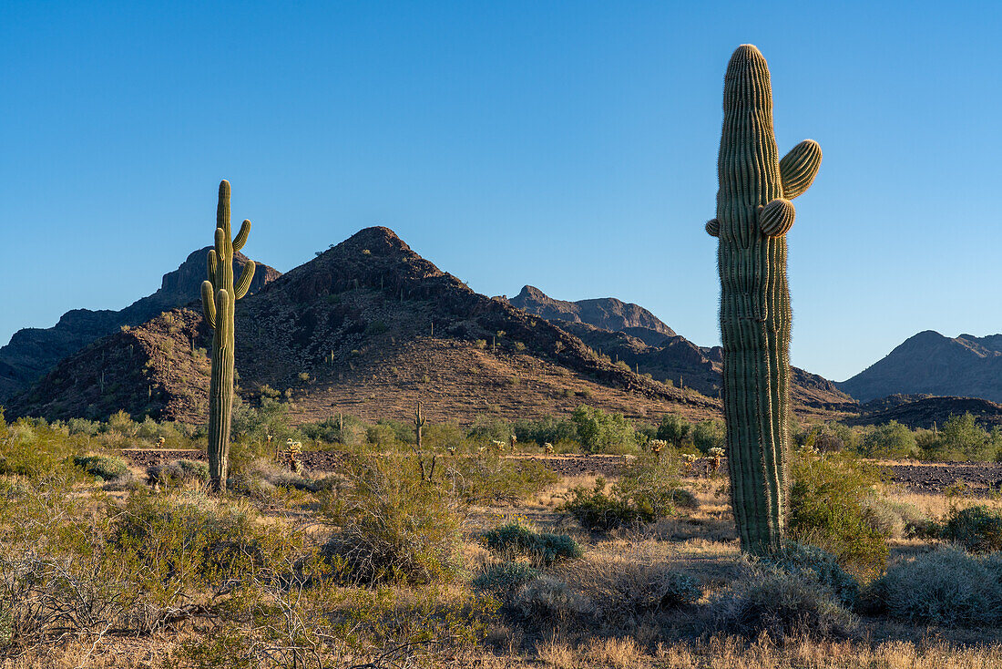 Saguaro cacti with the Plomosa Mountains in the Sonoran Desert near Quartzsite, Arizona.