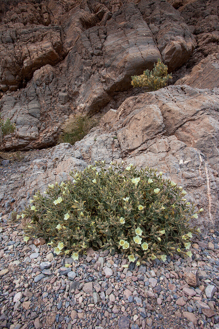 Rock Nettle, Eucnide urens, in bloom in spring in Death Valley National Park in the Mojave Desert in California.