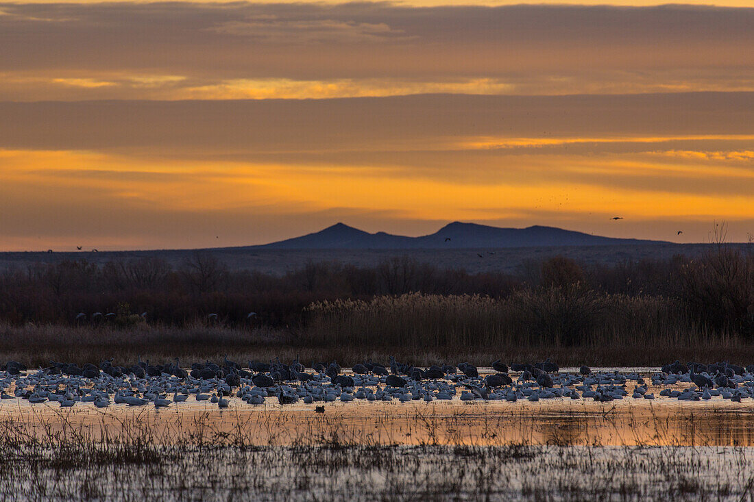 Schwarm von Schneegänsen und Sandhill-Kranichen in einem Teich vor Sonnenaufgang im Bosque del Apache National Wildlife Refuge in New Mexico