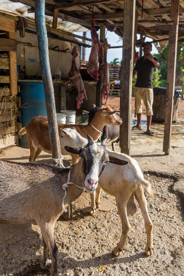 Ziegen warten am Straßenrand in der Dominikanischen Republik darauf, geschlachtet und zum Verkauf aufgehängt zu werden. Im Hintergrund sieht man die geschlachteten Kadaver hängen. Ziegenfleisch, oder Chivo, ist dort ein sehr beliebtes Gericht