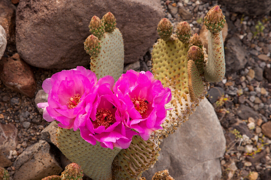 Beavertail Cactus, Opuntia basilaris, in bloom in spring in Death Valley National Park in the Mojave Desert in California.