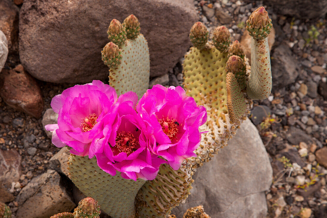Beavertail-Kaktus, Opuntia basilaris, blüht im Frühling im Death Valley National Park in der Mojave-Wüste in Kalifornien