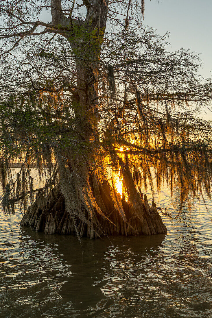 Altgewachsene Sumpfzypressen im Dauterive-See, bedeckt mit spanischem Moos bei Sonnenuntergang im Atchafalaya-Becken in Louisiana