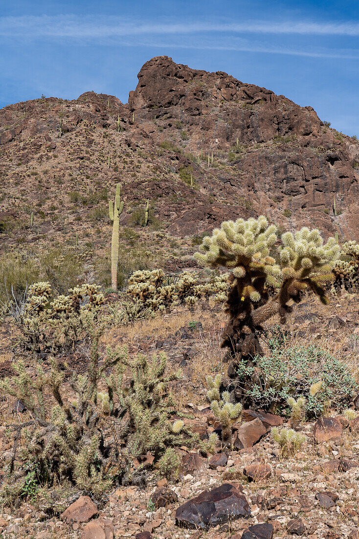 Buckhorn Cholla und Teddy Bear Cholla in der Sonoran-Wüste bei Quartzsite, Arizona