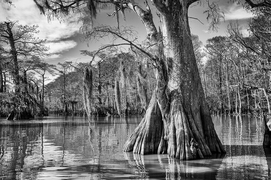 Altgewachsene Sumpfzypressen im Dauterive-See im Atchafalaya-Becken oder -Sumpf in Louisiana