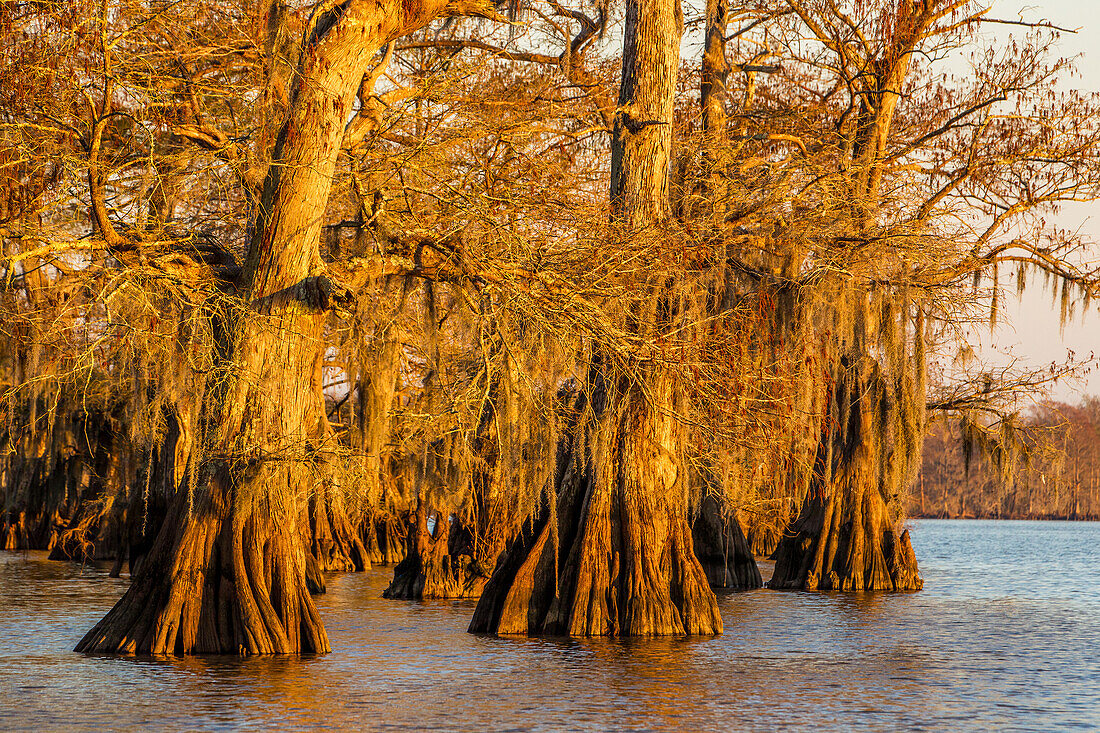 Altgewachsene Sumpfzypressen im Dauterive-See, bedeckt mit spanischem Moos bei Sonnenuntergang im Atchafalaya-Becken in Louisiana