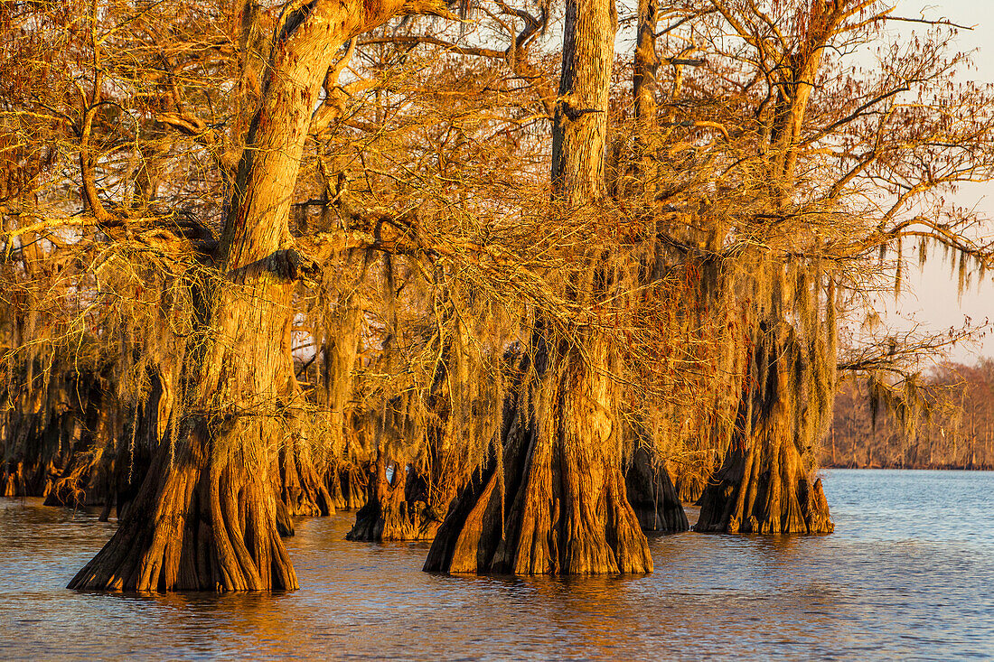 Old-growth bald cypress trees in Lake Dauterive draped with Spanish moss at sunset in the Atchafalaya Basin in Louisiana.