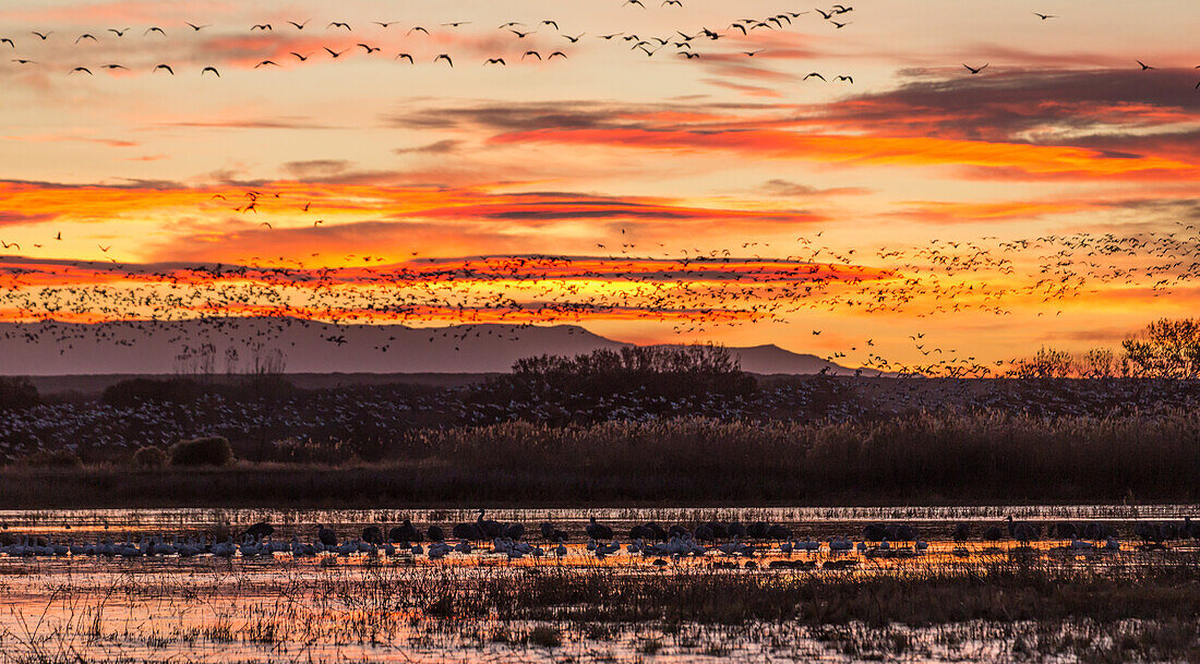 Flocks of snow geese flying into a pond before sunrise at Bosque del Apache National Wildlife Refuge in New Mexico.