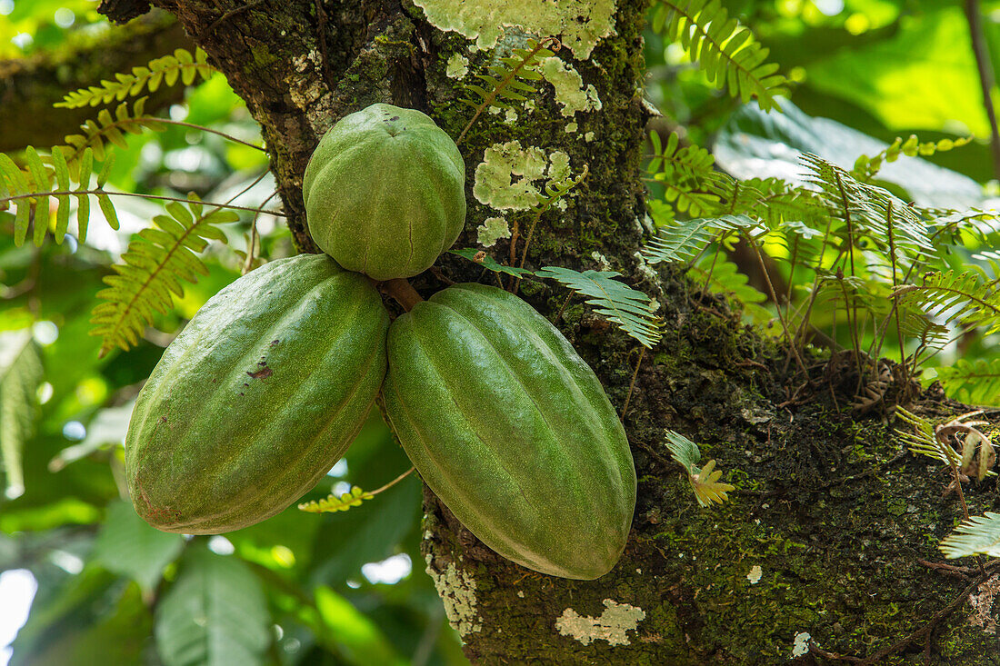 Kakaobohnenschoten auf einer Kakaoplantage in der Dominikanischen Republik