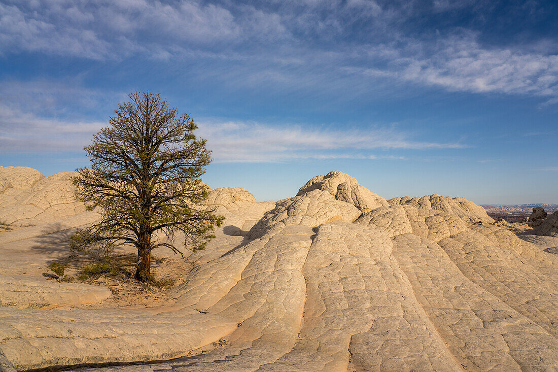 Pondersa-Kiefer und weißer Kissenfelsen in der White Pocket Recreation Area, Vermilion Cliffs National Monument, Arizona