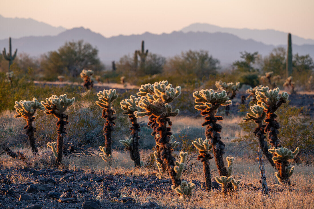 Teddy Bear Cholla, Cylindropuntia bigelovii, in der Sonoran-Wüste bei Quartzsite, Arizona