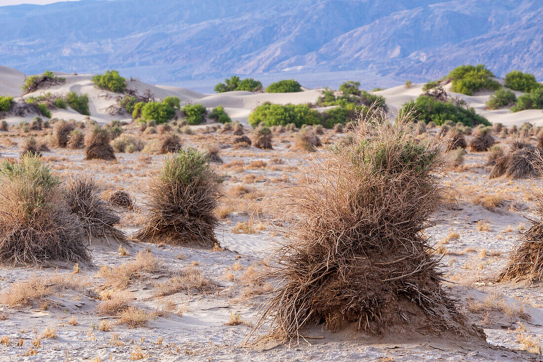 Pfeilkraut, Pluchea sericea, im Devil's Cornfield im Death Valley National Park in der Mojave-Wüste, Kalifornien