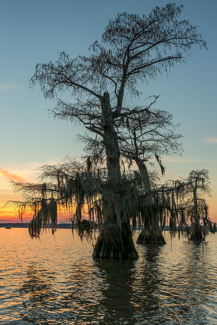 Spanisches Moos auf uralten Sumpfzypressen bei Sonnenuntergang im Dauterive-See im Atchafalaya-Becken in Louisiana