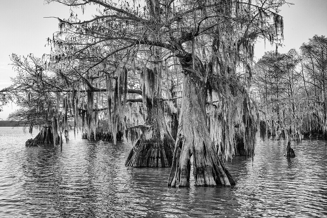 Alte, mit spanischem Moos bewachsene Sumpfzypressen im Dauterive-See im Atchafalaya-Becken oder -Sumpf in Louisiana