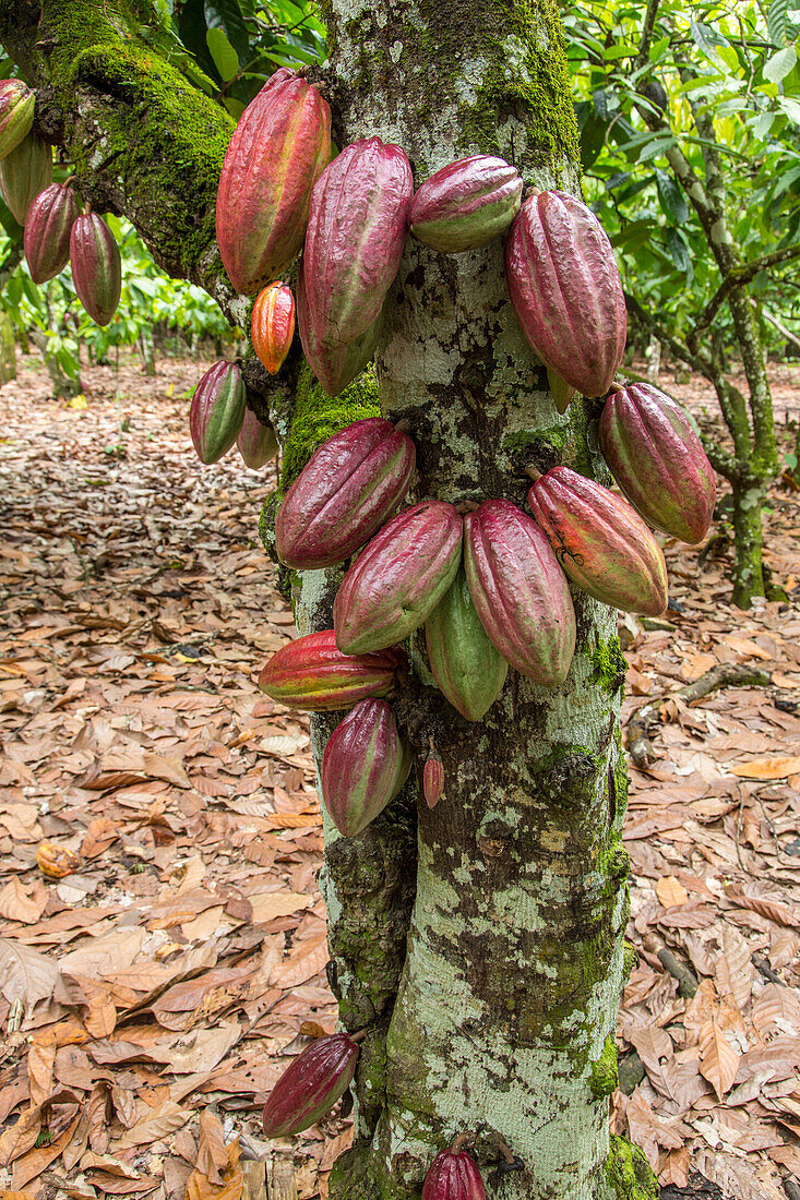 Cacao bean pods on a cacao plantation in the Dominican Republic.