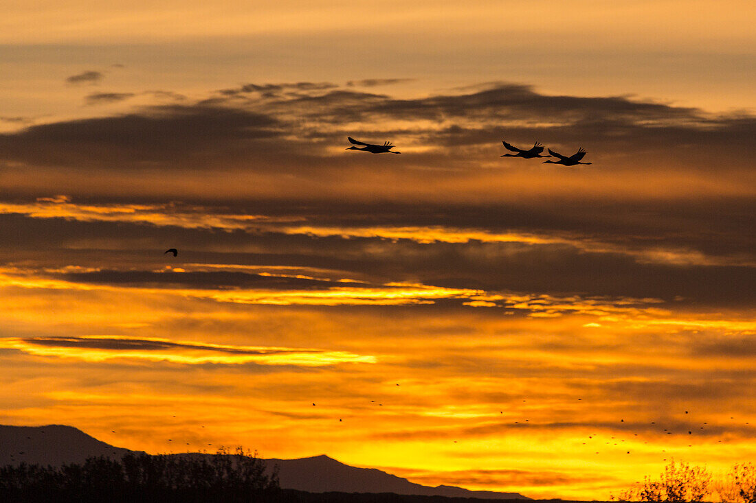 Sandhill cranes flying before sunrise at Bosque del Apache National Wildlife Refuge in New Mexico.