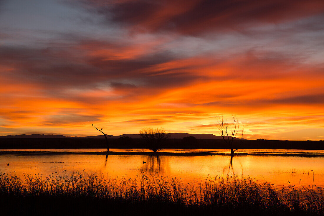 Colorful clouds over a pond before sunrise at Bosque del Apache National Wildlife Refuge in New Mexico. A bald eagle is perched on the tree snag at left.