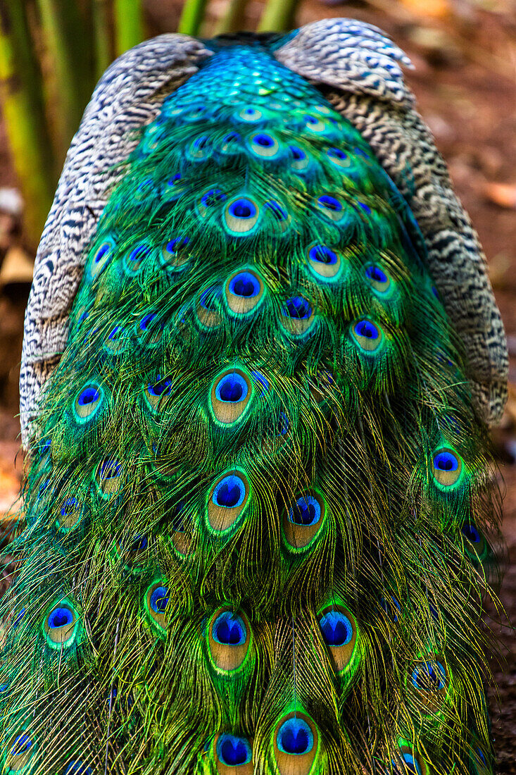 The ocellated tail feathers of a male peacock in the Dominican Republic.