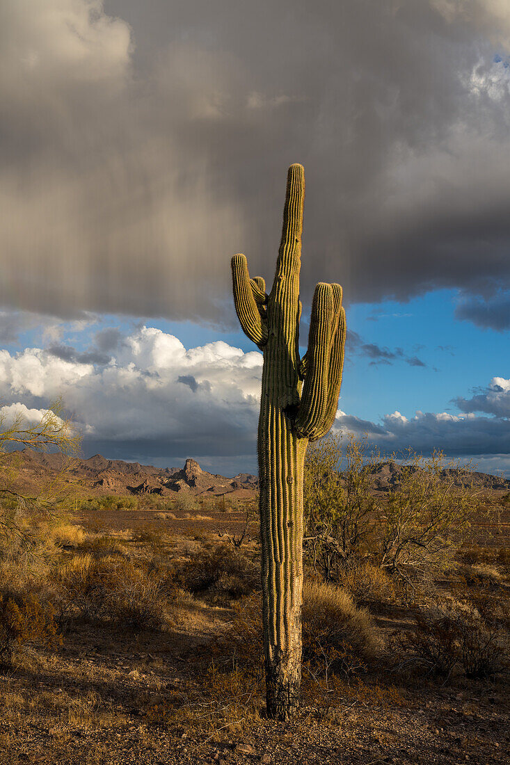 Virga over a saguaro cactus & the Plomosa Mountains near sunset in the Sonoran Desert near Quartzsite, Arizona.