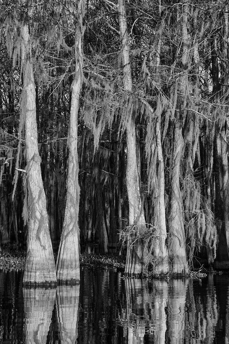 Sonnenaufgangslicht auf Zypressen, die mit spanischem Moos bedeckt sind, spiegelt sich in einem See im Atchafalaya-Becken in Louisiana