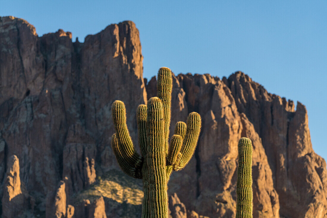 Saguaro-Kaktus im Lost Dutchman State Park, Apache Junction, Arizona. Der Superstition Mountain liegt dahinter