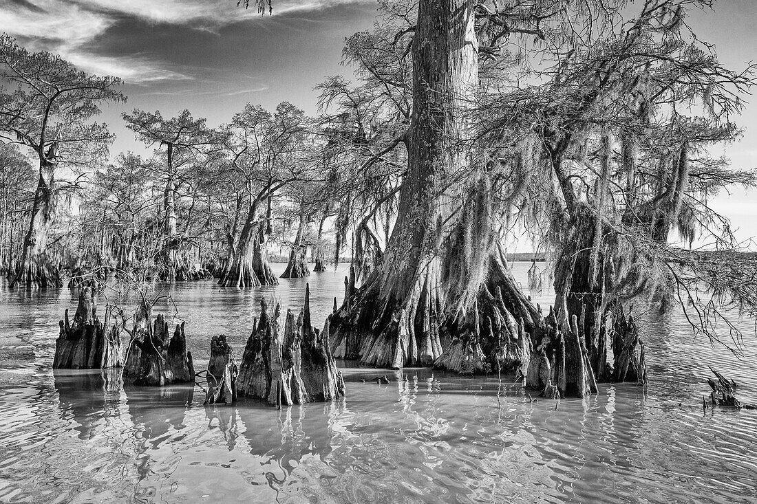 Zypressenknie und Sumpfzypressen im Dauterive-See im Atchafalaya-Becken oder -Sumpf in Louisiana