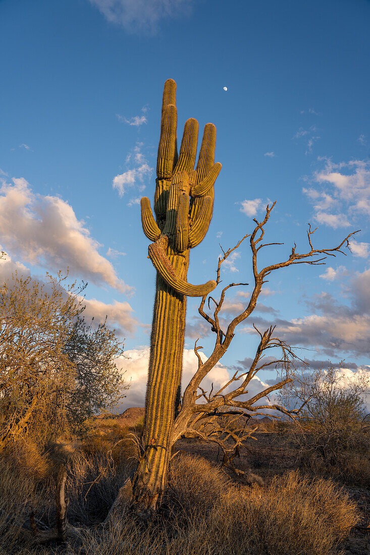 The moon over a saguaro cactus near sunset in the Sonoran Desert near Quartzsite, Arizona.