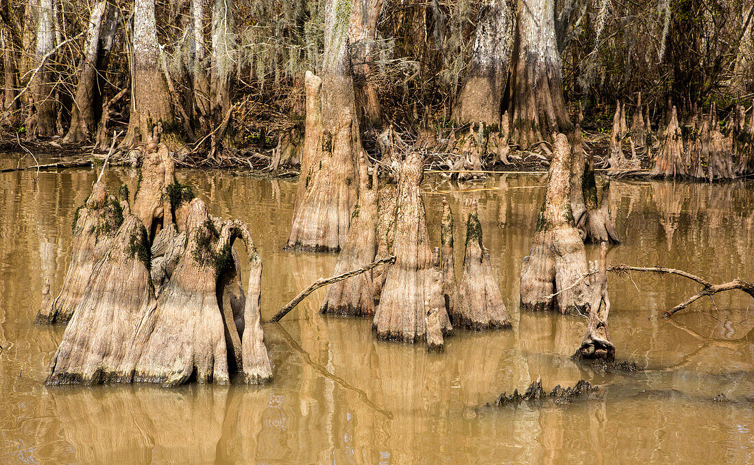 Cypress knees of bald cypress trees in Lake Dauterive in the Atchafalaya Basin or Swamp in Louisiana.