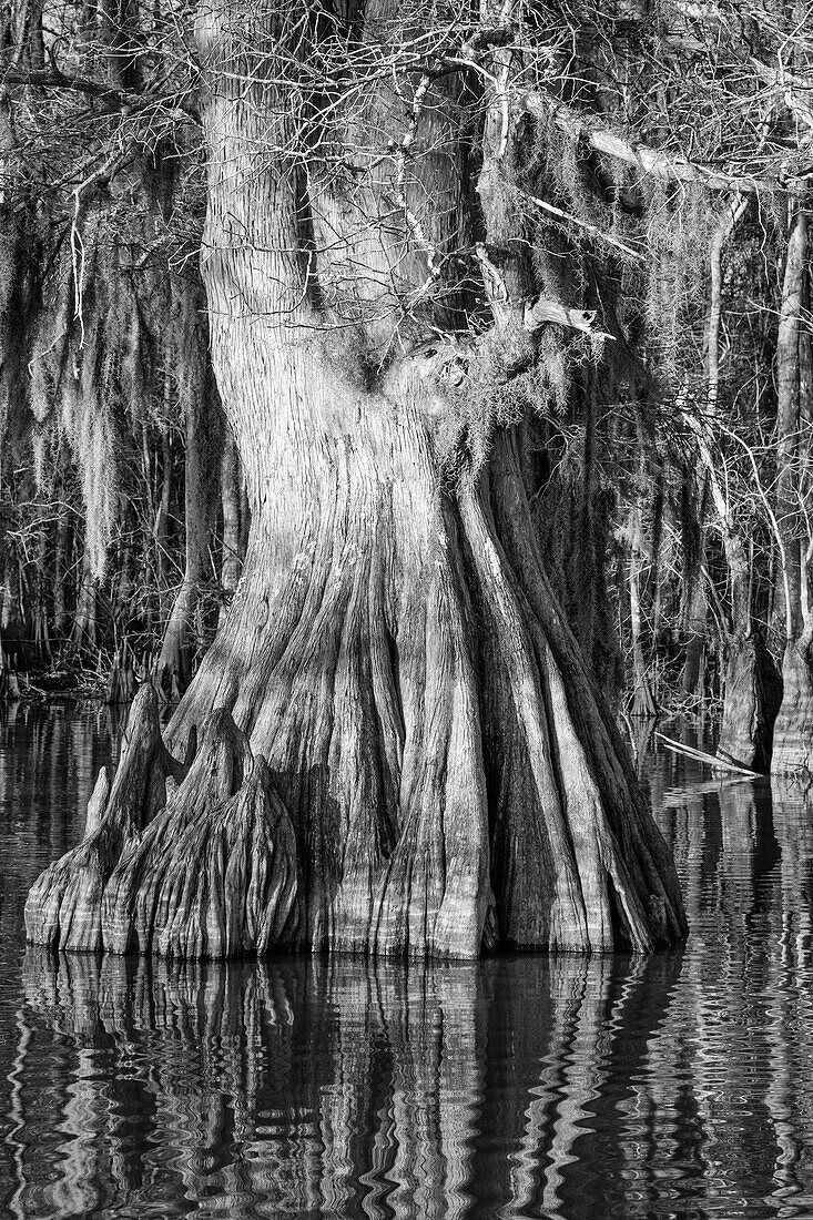 An old-growth bald cypress tree trunk with cypress knees in Lake Dauterive in the Atchafalaya Basin or Swamp in Louisiana.