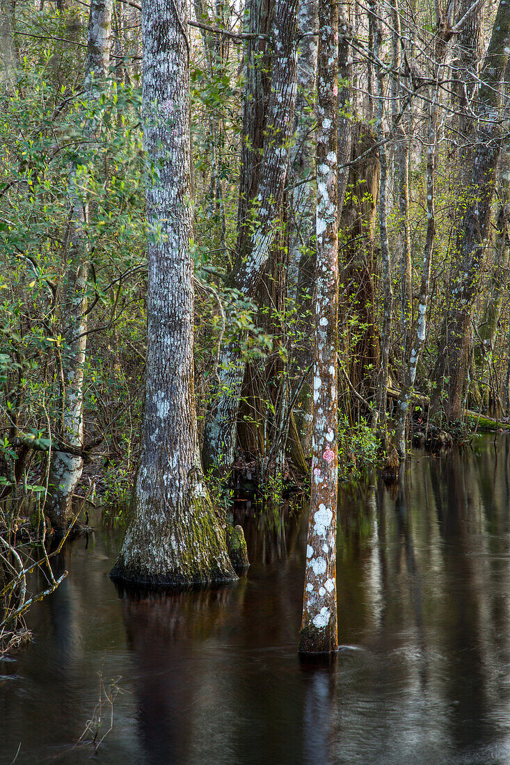 Ein Wald aus Wasser-Tupelo-Bäumen, Nyssa aquatica, in einem Sumpfgebiet im Panhandle von Nordflorida