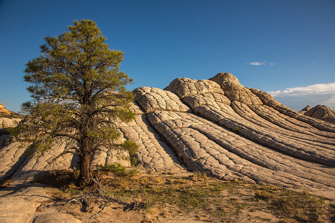 Pondersa pine tree & white pillow rock … – License image – 14124806 ...