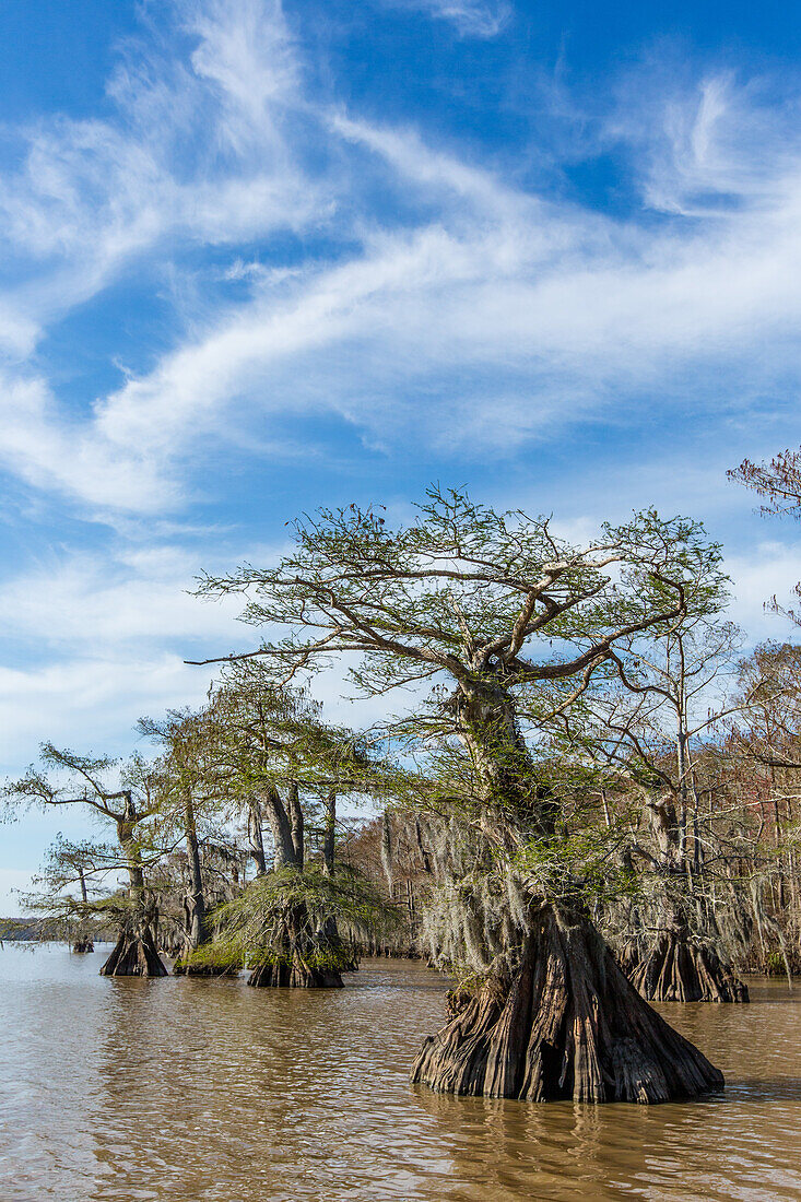 Altgewachsene Sumpfzypressen im Dauterive-See im Atchafalaya-Becken oder -Sumpf in Louisiana