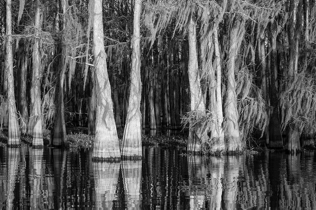 Sunrise light on bald cypress trees draped with Spanish moss reflected in a lake in the Atchafalaya Basin in Louisiana.