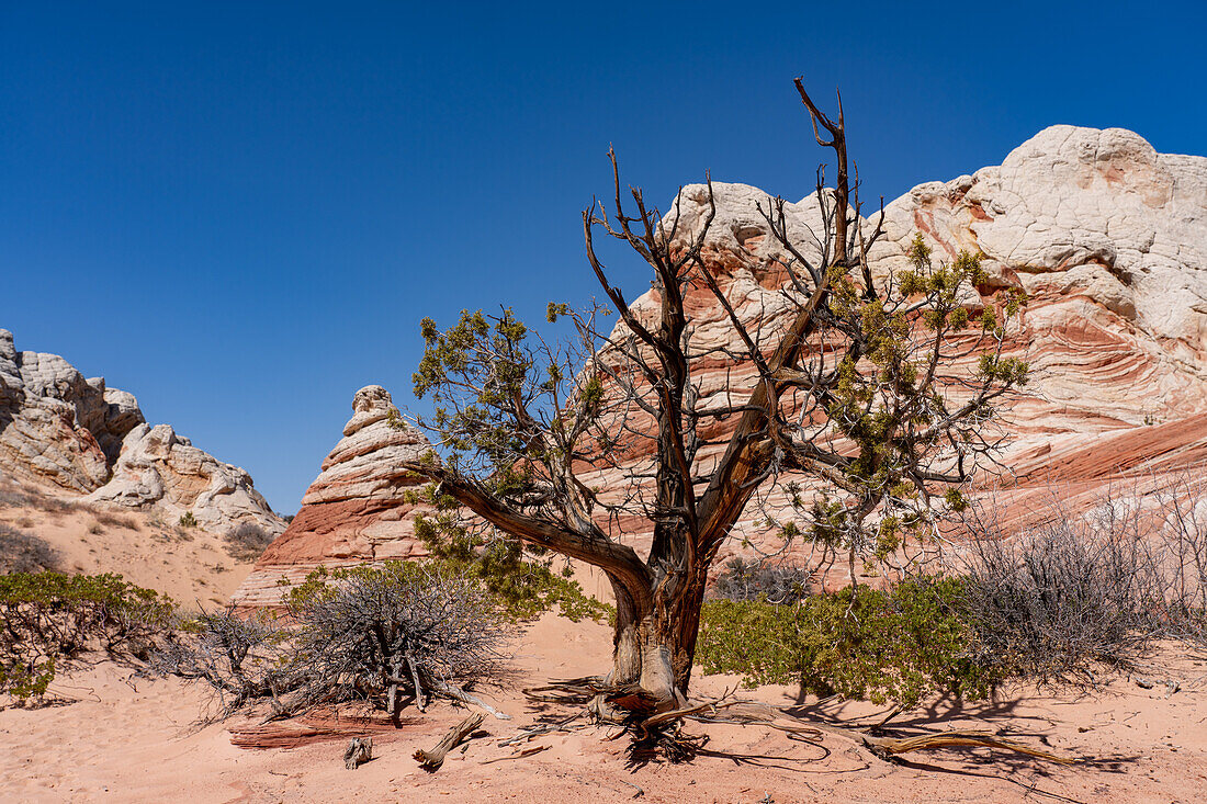 Ein uralter Utah-Wacholderbaum, Juniperus osteosperma, in der White Pocket Recreation Area, Vermilion Cliffs National Monument, Arizona