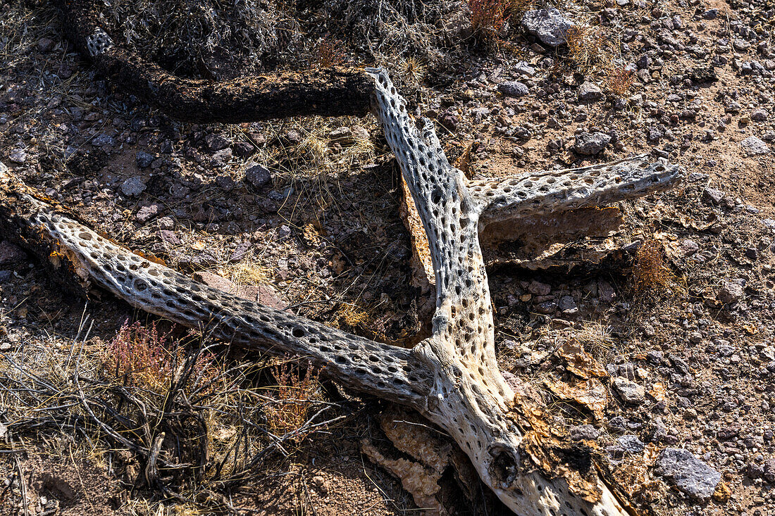 Cholla-Holz im Lost Dutchman State Park, Apache Junction, Arizona