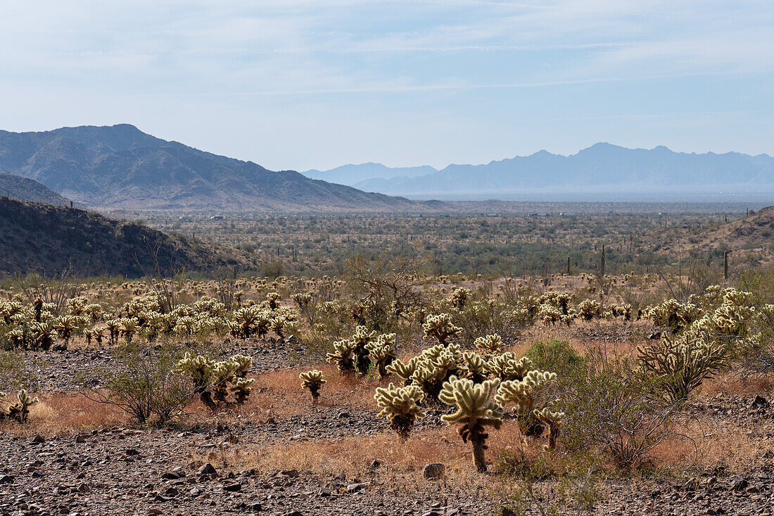 Teddy Bear Cholla, Cylindropuntia bigelovii, in der Sonoran-Wüste bei Quartzsite, Arizona