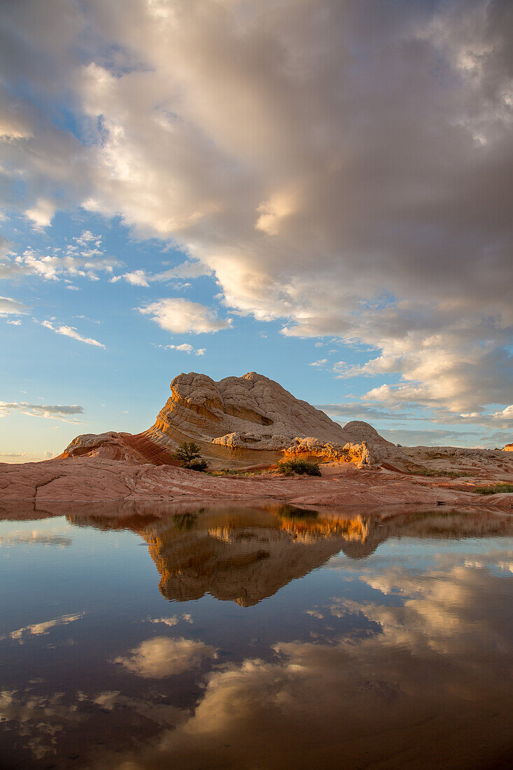 Lollipop Rock spiegelt sich in einem flüchtigen Pool in der White Pocket, Vermilion Cliffs National Monument, Arizona