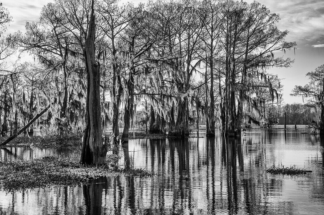 Sunrise light on bald cypress trees draped with Spanish moss in a lake in the Atchafalaya Basin in Louisiana. Invasive water hyacinth covers the water.