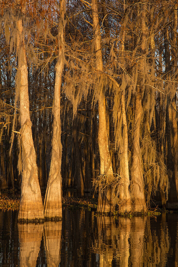 Goldenes Licht bei Sonnenaufgang auf mit spanischem Moos bedeckten Sumpfzypressen, die sich in einem See im Atchafalaya-Becken in Louisiana spiegeln