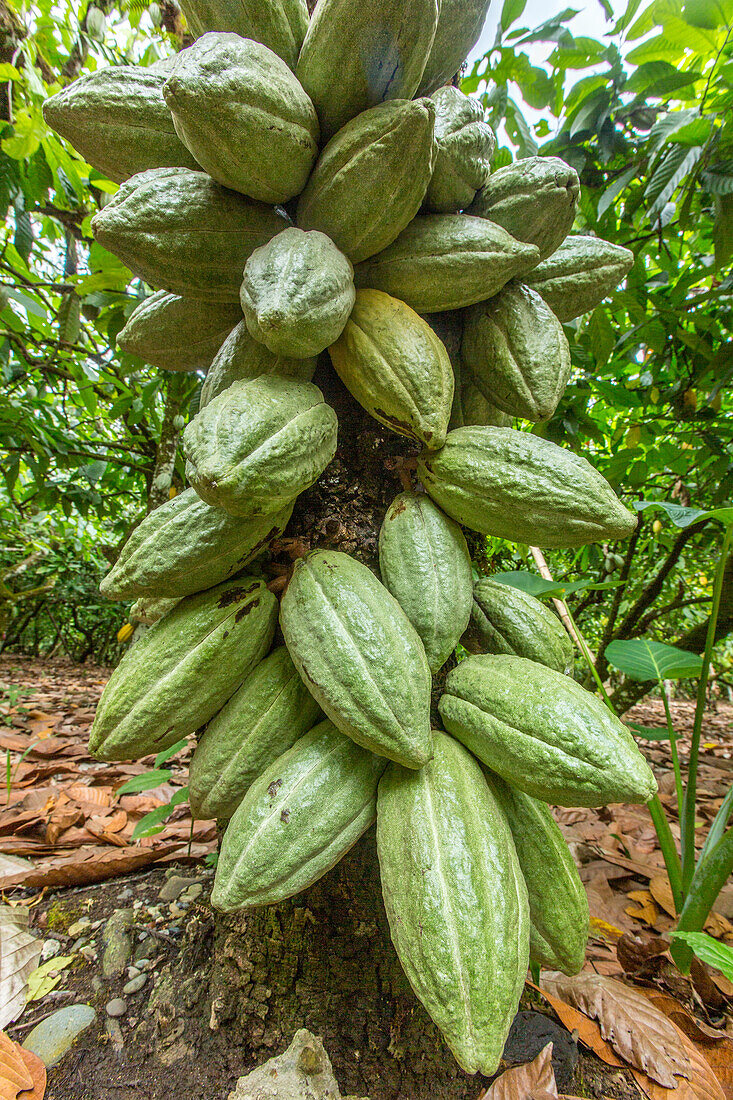 Cacao bean pods on a cacao plantation in the Dominican Republic.