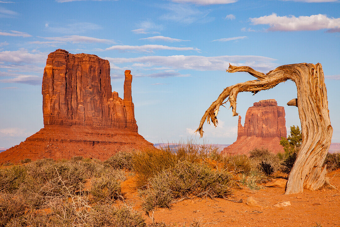 A dead tree frames the East Mitten Butte in the Monument Valley Navajo Tribal Park in Arizona.