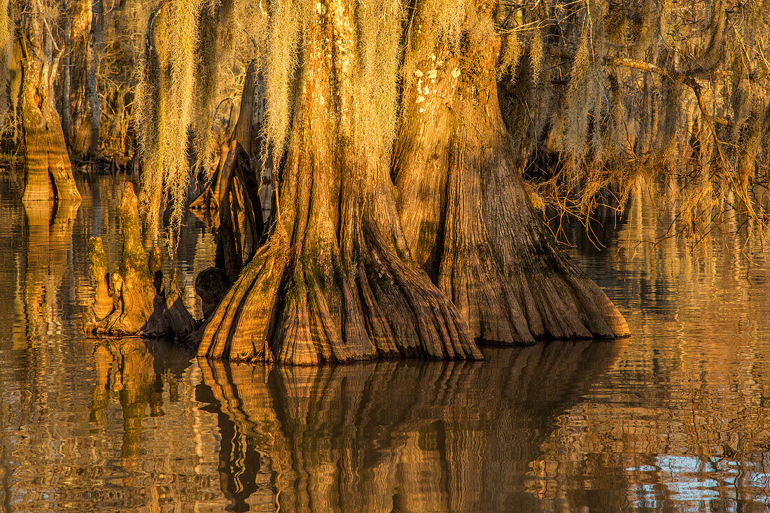 Uralte Sumpfzypressenstämme im Dauterive-See im Atchafalaya-Becken oder -Sumpf in Louisiana
