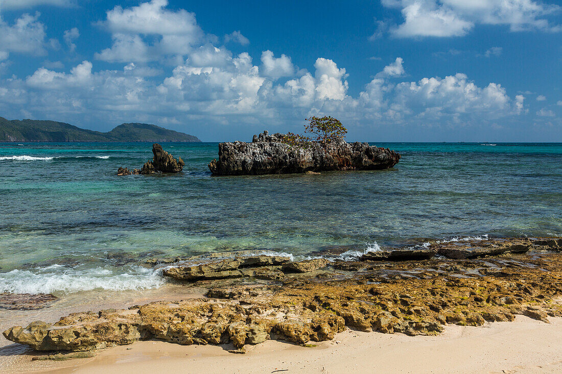 Ein Seerosenbaum wächst auf einer Kalksteininsel in der Rincon-Bucht, umgeben von kristallklarem Wasser. Dominikanische Republik