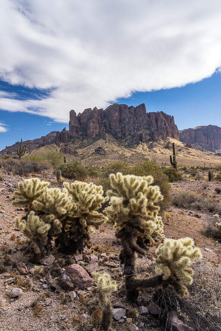 Teddy Bear Cholla and Superstition Mountain. Lost Dutchman State Park, Apache Junction, Arizona.